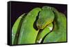 Emerald Tree Boa-DLILLC-Framed Stretched Canvas