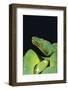 Emerald Tree Boa-DLILLC-Framed Photographic Print