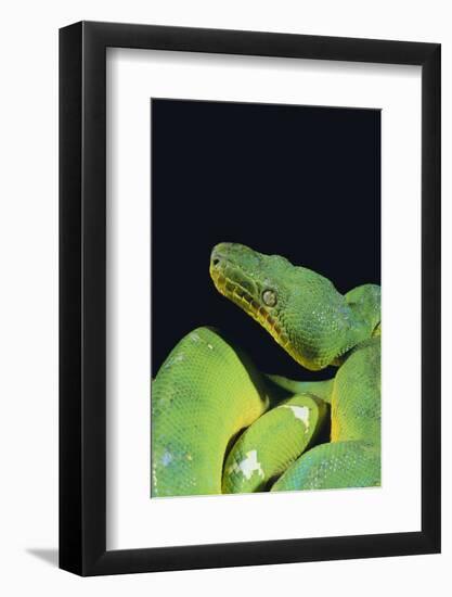 Emerald Tree Boa-DLILLC-Framed Photographic Print