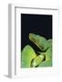 Emerald Tree Boa-DLILLC-Framed Photographic Print