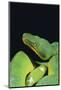 Emerald Tree Boa-DLILLC-Mounted Photographic Print