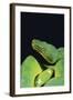 Emerald Tree Boa-DLILLC-Framed Photographic Print