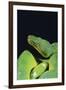 Emerald Tree Boa-DLILLC-Framed Photographic Print