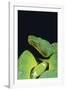 Emerald Tree Boa-DLILLC-Framed Photographic Print