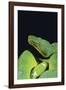 Emerald Tree Boa-DLILLC-Framed Photographic Print