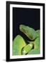 Emerald Tree Boa-DLILLC-Framed Photographic Print