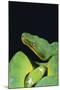 Emerald Tree Boa-DLILLC-Mounted Photographic Print