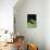 Emerald Tree Boa-DLILLC-Photographic Print displayed on a wall