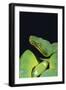 Emerald Tree Boa-DLILLC-Framed Photographic Print