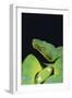 Emerald Tree Boa-DLILLC-Framed Photographic Print