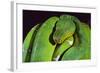 Emerald Tree Boa-DLILLC-Framed Photographic Print