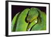 Emerald Tree Boa-DLILLC-Framed Photographic Print