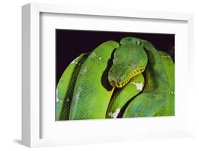 Emerald Tree Boa-DLILLC-Framed Photographic Print