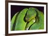 Emerald Tree Boa-DLILLC-Framed Photographic Print