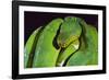 Emerald Tree Boa-DLILLC-Framed Photographic Print