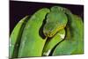 Emerald Tree Boa-DLILLC-Mounted Photographic Print