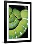 Emerald Tree Boa-null-Framed Photographic Print