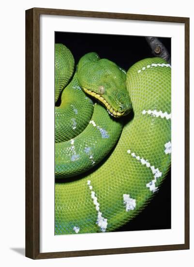 Emerald Tree Boa-null-Framed Photographic Print