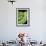 Emerald Tree Boa-null-Framed Photographic Print displayed on a wall