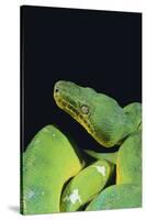 Emerald Tree Boa-DLILLC-Stretched Canvas