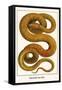 Emerald Tree Boa-Albertus Seba-Framed Stretched Canvas