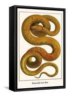 Emerald Tree Boa-Albertus Seba-Framed Stretched Canvas