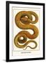 Emerald Tree Boa-Albertus Seba-Framed Art Print