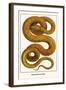 Emerald Tree Boa-Albertus Seba-Framed Art Print