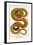 Emerald Tree Boa-Albertus Seba-Framed Art Print