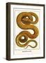 Emerald Tree Boa-Albertus Seba-Framed Art Print