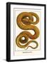 Emerald Tree Boa-Albertus Seba-Framed Art Print