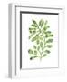 Emerald Tropics II-null-Framed Art Print