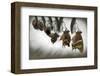 Emergence-null-Framed Art Print