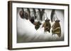 Emergence-null-Framed Art Print