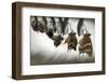 Emergence-Jimmy Hoffman-Framed Photographic Print