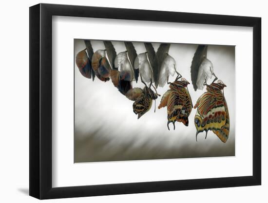 Emergence-Jimmy Hoffman-Framed Photographic Print