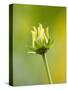 Emerging bud of rudbeckia nitida herbstonne-Clive Nichols-Stretched Canvas