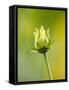 Emerging bud of rudbeckia nitida herbstonne-Clive Nichols-Framed Stretched Canvas