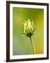 Emerging bud of rudbeckia nitida herbstonne-Clive Nichols-Framed Photographic Print