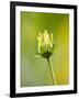 Emerging bud of rudbeckia nitida herbstonne-Clive Nichols-Framed Photographic Print