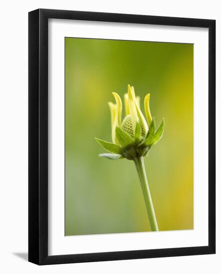 Emerging bud of rudbeckia nitida herbstonne-Clive Nichols-Framed Photographic Print