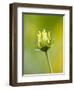 Emerging bud of rudbeckia nitida herbstonne-Clive Nichols-Framed Photographic Print