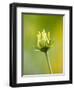 Emerging bud of rudbeckia nitida herbstonne-Clive Nichols-Framed Photographic Print