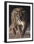 Emerging (Cougar)-Molly Sims-Framed Giclee Print