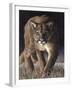 Emerging (Cougar)-Molly Sims-Framed Giclee Print