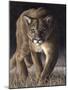 Emerging (Cougar)-Molly Sims-Mounted Giclee Print