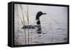 Emerging Loon-Wilhelm Goebel-Framed Stretched Canvas