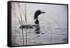 Emerging Loon-Wilhelm Goebel-Framed Stretched Canvas