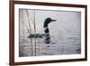 Emerging Loon-Wilhelm Goebel-Framed Giclee Print