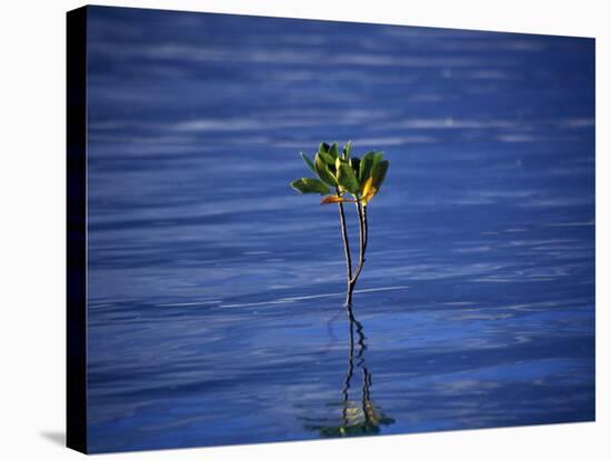 Emerging Mangrove, Seychelles-Mark Hannaford-Stretched Canvas